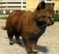 A cat in GTA 5's Enhanced Edition (Image via Rockstar Games)